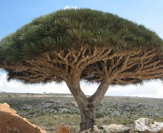 The 'lost world' of Socotra