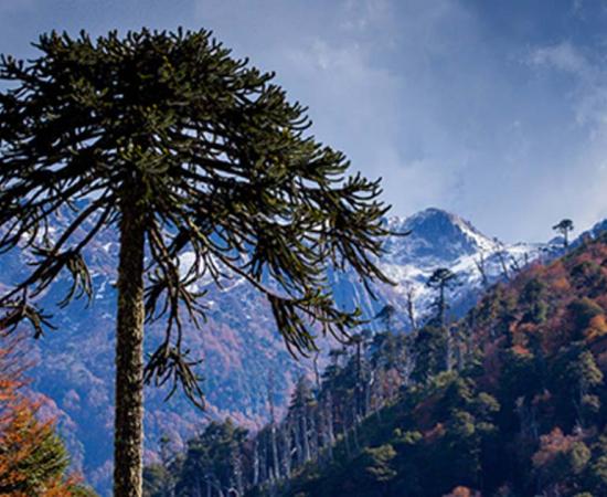 Araucaria over a Nothofagus forest, Araucania Region, Chile.