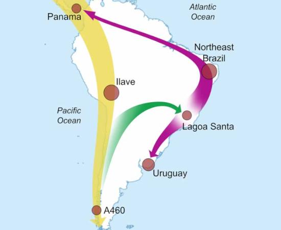 Image depicting South American migration patterns. Source: Florida Atlantic University