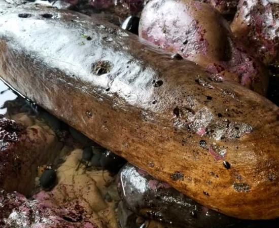 An amateur has found a new piece of timber from the Spanish galleon known as the Beeswax wreck. To date, many artifact fragments have been found on this rough coastline area, including pieces of Chinese porcelain. This image shows an unnamed wooden shipwreck have buried in a sand beach. Source: Scott Williams / Oregon Coast Beach Connection staff