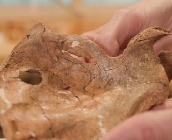 Left scapula of Neanderthal from Shanidar Cave, with hole visible