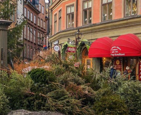 January 14th, the day after St Knut’s Day, in Stockholm, Sweden is when everyone tosses out the Christmas tree but only after a good party the day before! Source: Swedense
