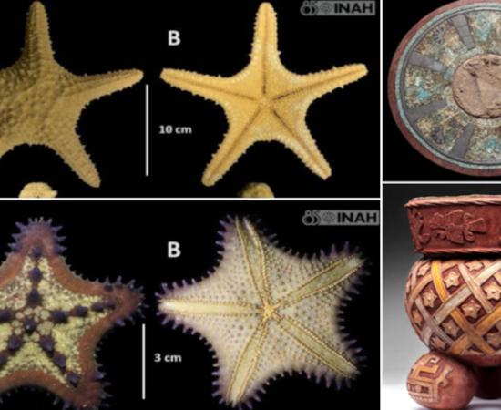 Starfish varieties found at the Tula site, plus beautiful mosaic and Toltec jug.