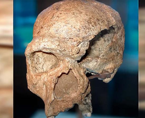 The Steinheim skull, discovered alongside elephant and rhinoceros bones, has been dated to between 250,000 and 350,000 years. Source: YouTube Screenshot/Highly Compelling