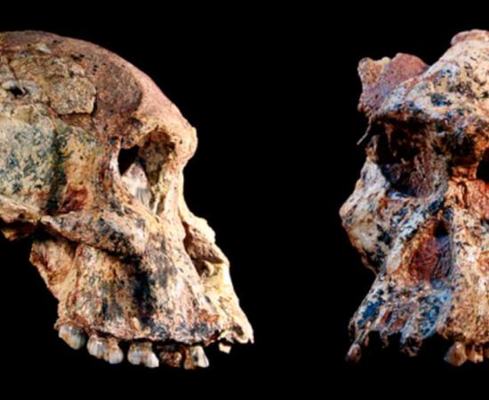Two of the four different Australopithecus crania that were found in the Sterkfontein caves, South Africa. Source: Jason Heaton and Ronald Clarke, in cooperation with the Ditsong Museum of Natural History / Wits University