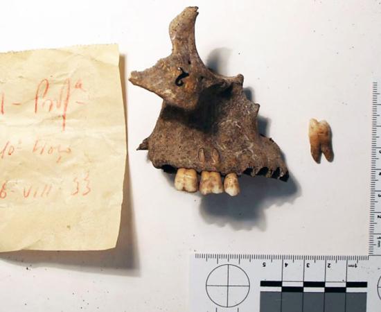 Maxilla and tooth specimen excavated at the Stone Age burial site in Portugal’s Cabeço da Amoreira. Source: Petroteo-Stjerna et. al. / CC BY 4.0