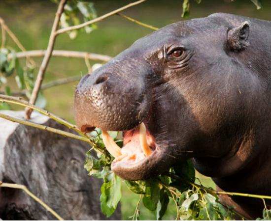 Muzzle of a dwarf Liberian hippo.  