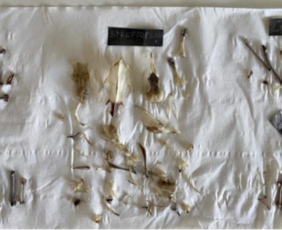 Bones of birds used in the experiments