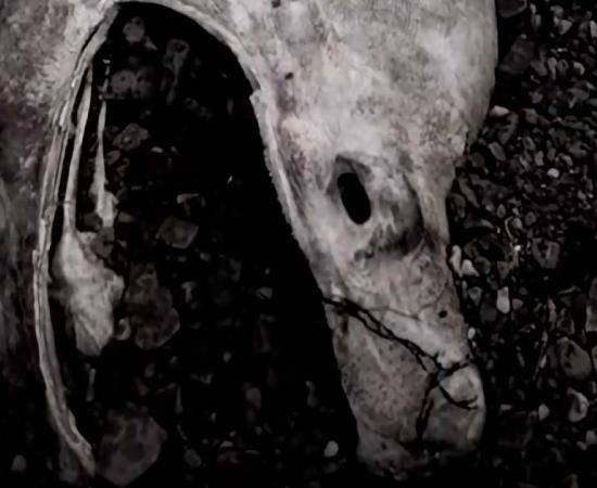 The Stronsay Beast. Source: YouTube Screenshot / History Channel.