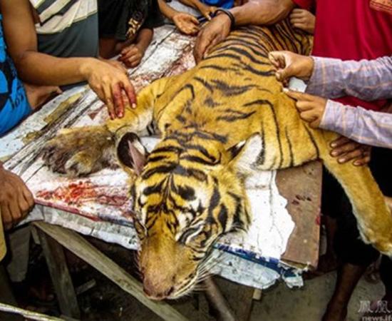 A Sumatran tiger killed in Indonesia in 2016
