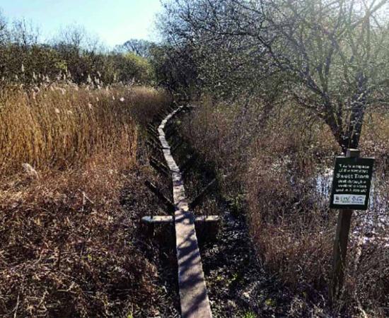 The reconstructed Sweet Track is a walkway aged 5830 years, situated in England's Somerset Levels. Source: International Journal of Heritage Studies/CC BY 4.0