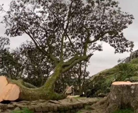 The Sycamore Gap tree near Hadrian’s Wall was cut down by vandals. Screenshot from BBC news release.  Source: BBC News/Youtube Screenshot