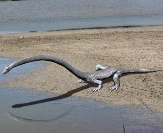 A reconstruction of Tanystropheus longobardicus based on fossil evidence.    Source: Nobu Tamura / CC BY-SA 4.0