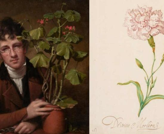 The Hidden Origins of Three English Plant Names: Carnation & Oleander &…