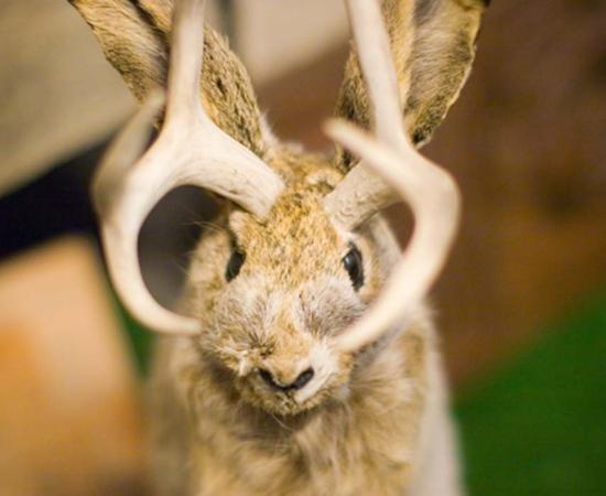 The Jackalope.