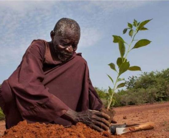 Yacouba Sawadogo planting. 