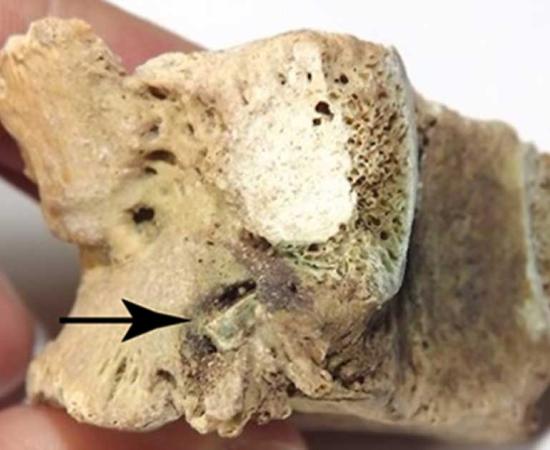 The vertebra of the warrior with an arrowhead embedded in it.