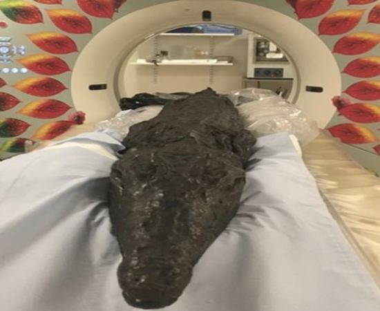 The crocodile mummy entering the CT scanner.	Source: University of Manchester This article is a press release by the University of Manchester, originally titled, “Croc’s deadly last meal in Ancient Egypt unearthed”.