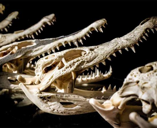 Representative image of crocodile skulls.      Source: Akkharat J./Adobe Stock