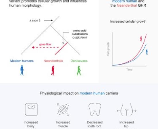 The illustration also highlights several subtle physical characteristics associated with carriers, including increased body weight, greater muscle mass, shorter tooth roots, and wider hips
