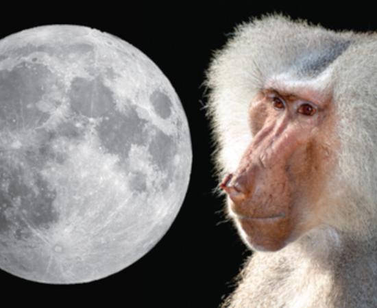Left, nearside of the Moon, and right, an adult male sacred baboon, Papio hamadryas
