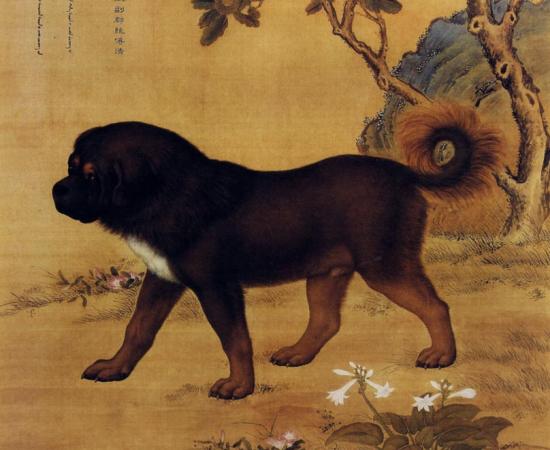 Artwork depicting a Tibetan Mastiff from the Qing Dynasty. 