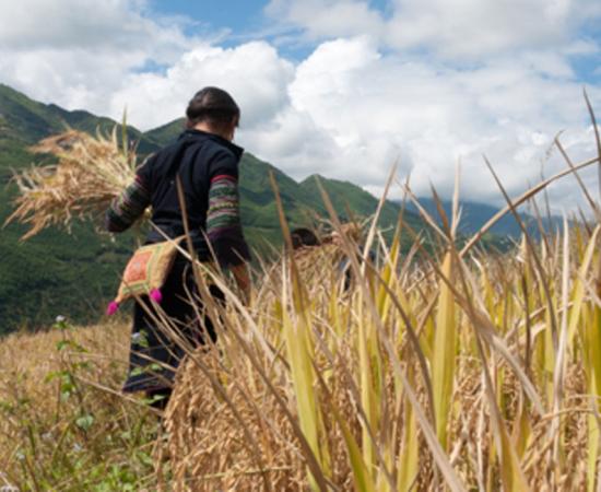 The ancient Timoto-Cuica culture focused on agriculture. Source: Melissa / Adobe Stock