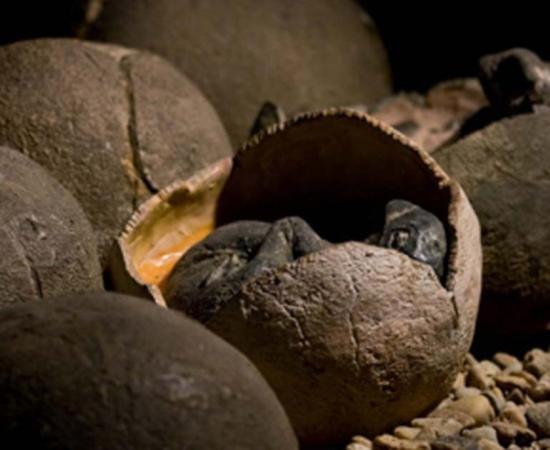 Representational image of titanosaur eggs hatching.