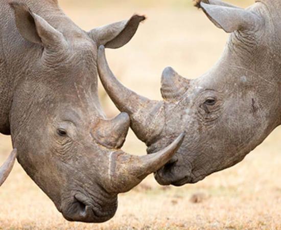 White rhinoceros locking their horns.