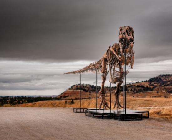 "Gus" - A Mounted Tyrannosaurus Rex Skeleton