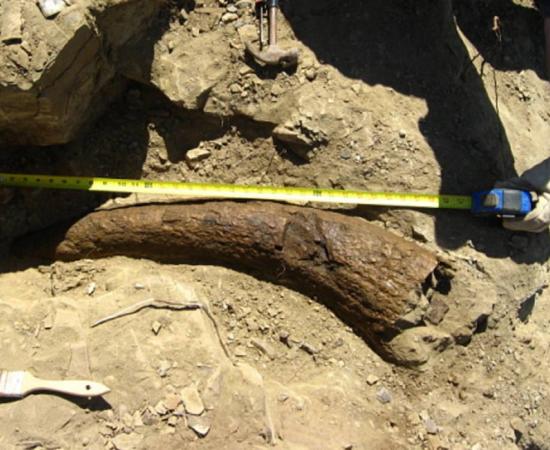 Triceratops Horn Dated to 33,500 Years
