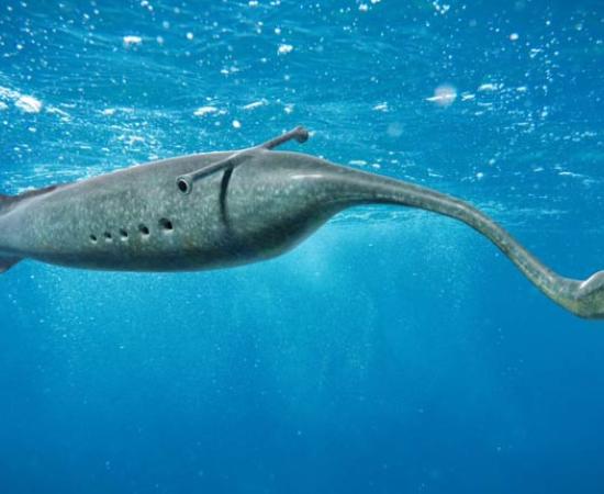 Tully Monster swimming in the ocean