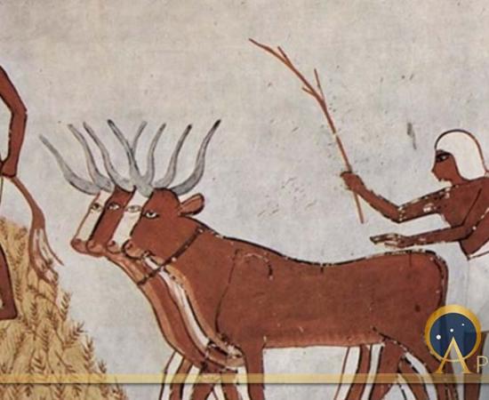 Egyptians with domesticated cattle and corn circa 1422-1411 BC ( Public Domain )