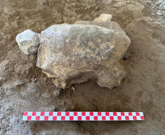 A turtle-shaped limestone object shown beside an archaeological scale at İn Cave, Gedikkaya, Turkey.  