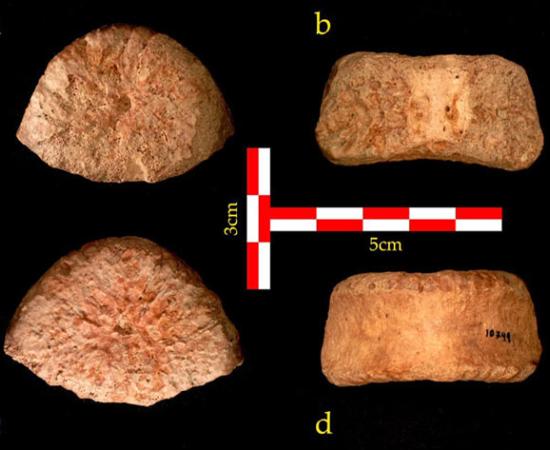 A top (a), rear (b), bottom (c) and front (d) view of the vertebra discovered at 'Ubeidiya	Source:  Dr. Alon Barash, Bar-Ilan University