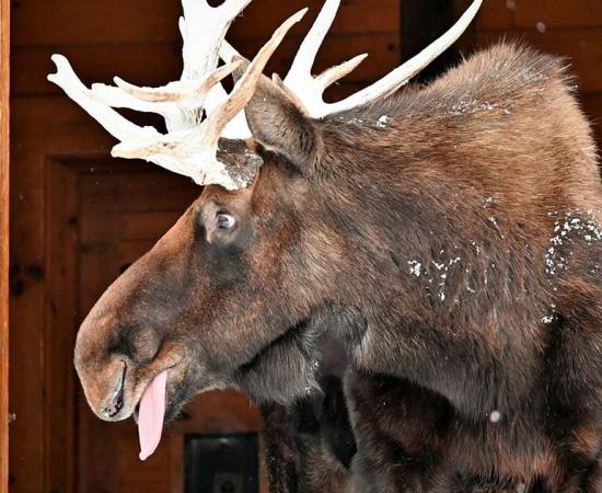 Tycho Brahe Had a Drunken Moose Pet. Source: Andrew / Adobe Stock.