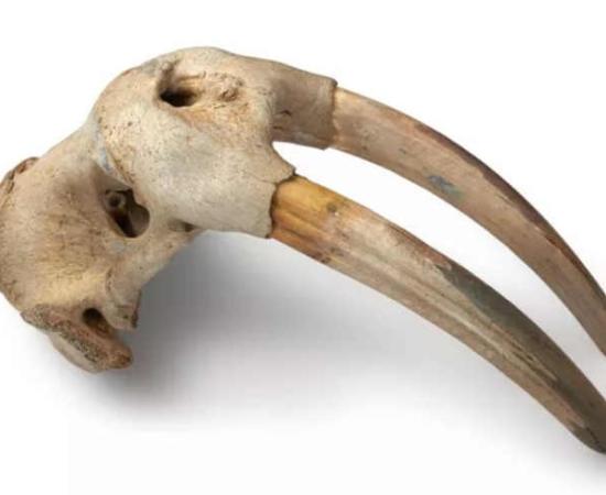 Very Early Trading Between Norse Vikings and Indigenous North Americans Revealed