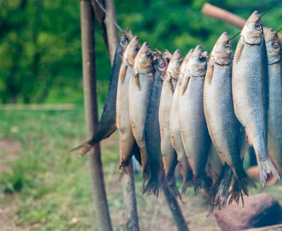 Fish strung over a fire – the Viking way of cooking fish. Source: Igor / Adobe Stock.