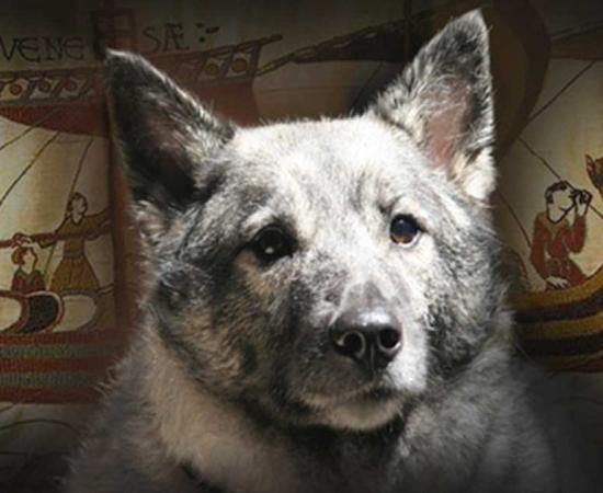 Elkhound, a Viking Dog.