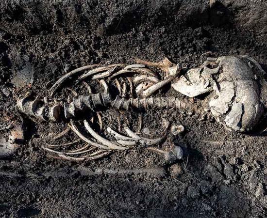 This close-up shot shows one of the Sigtuna Viking burials found north of Stockholm, Sweden. They are believed to be Christianized Vikings who lived about 1,000 years ago. 		