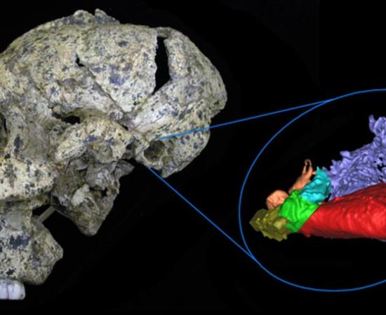 Virtual reconstruction of two-million-year-old ear. 