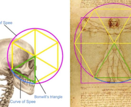 Detailed geometric analysis showing how the triangle relates to Bonwill's triangle and creates the mathematical foundation for the drawing's proportions.