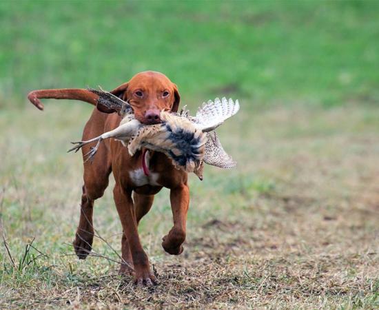 Hungarian Vizsla out hunting with a pheasant in its mouth.   Source: oroszgy / Adobe stock