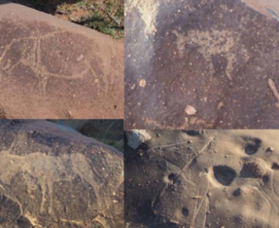 Carvings of hippopotamus, horses, and antelopes in the Vredefort impact crater.        Source: Dr. Matthew Huber / University of the Free State