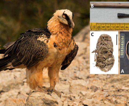 Bearded Vulture in natural cliff habitat. Inset, some of the artifacts found.   