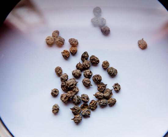 Samples of Schinus mole discovered at Quilcapampa in Peru which were used by Wari culture to make an alcoholic drink. Source: Lisa Milosavljevic & Royal Ontario Museum / Antiquity Publications Ltd