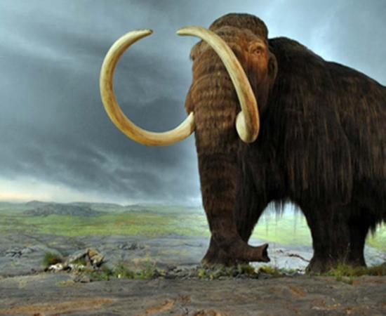 Several types of mammoths walked the earth during the Pleistocene epoch. 