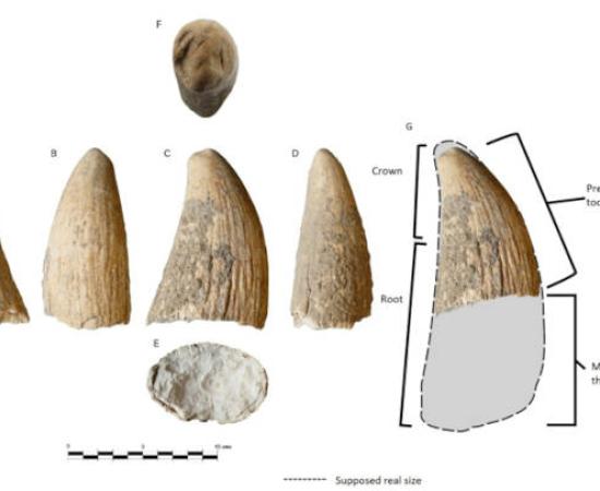 The sperm whale tooth is the first of its kind found in Copper Age Iberia. 