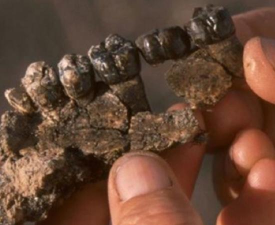 Partial upper jaw of Australopithecus anamensis, a primitive hominin, recovered from the bone bed excavated at the Allia Bay site.