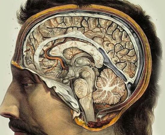 Human Brain by J.M. Bourgery, 1831-1854.
